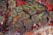 Lobophyllia corymbosa scle-Maldives Hoholha Thila-9m-20240424-da-DSC_6529_tn